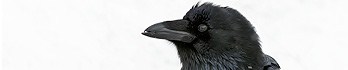 Raven_97A6203